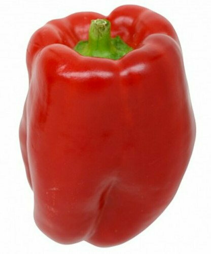 25 KEYSTONE GIANT SWEET PEPPER SEEDS ~ 2026 ~ heirloomseedguy ~ USA