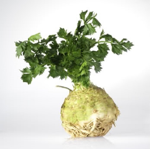 500 GIANT PRAGUE CELERIAC Apium Graveolens Rapaceum Vegetable Seeds *CombinedS/H
