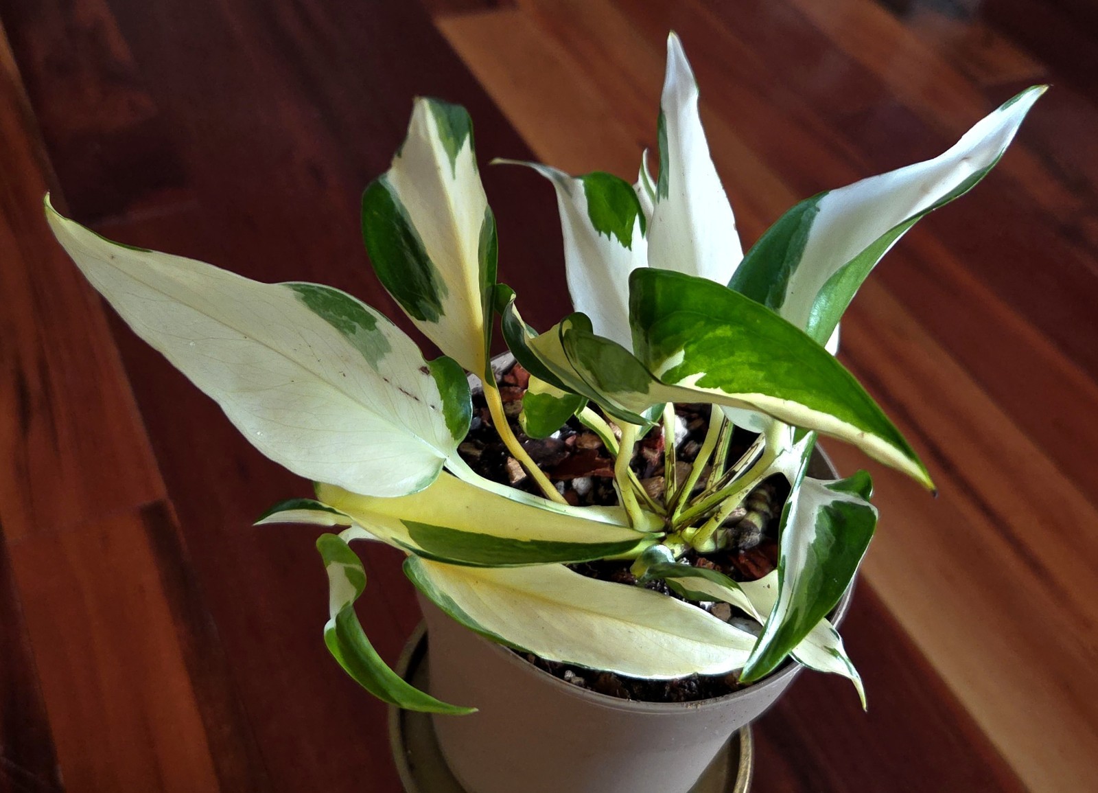 Rare Epipremnum White Mutant Manjula 10″ Tall Aroid Not Philodendron Monstera