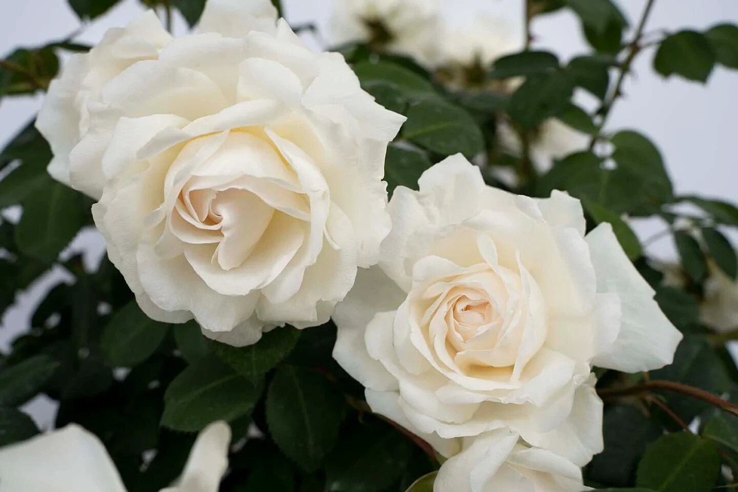 6 Cuttings of Cloud 10 Climbing Rose Live Flower Plant Scented+++ Everblooming!!
