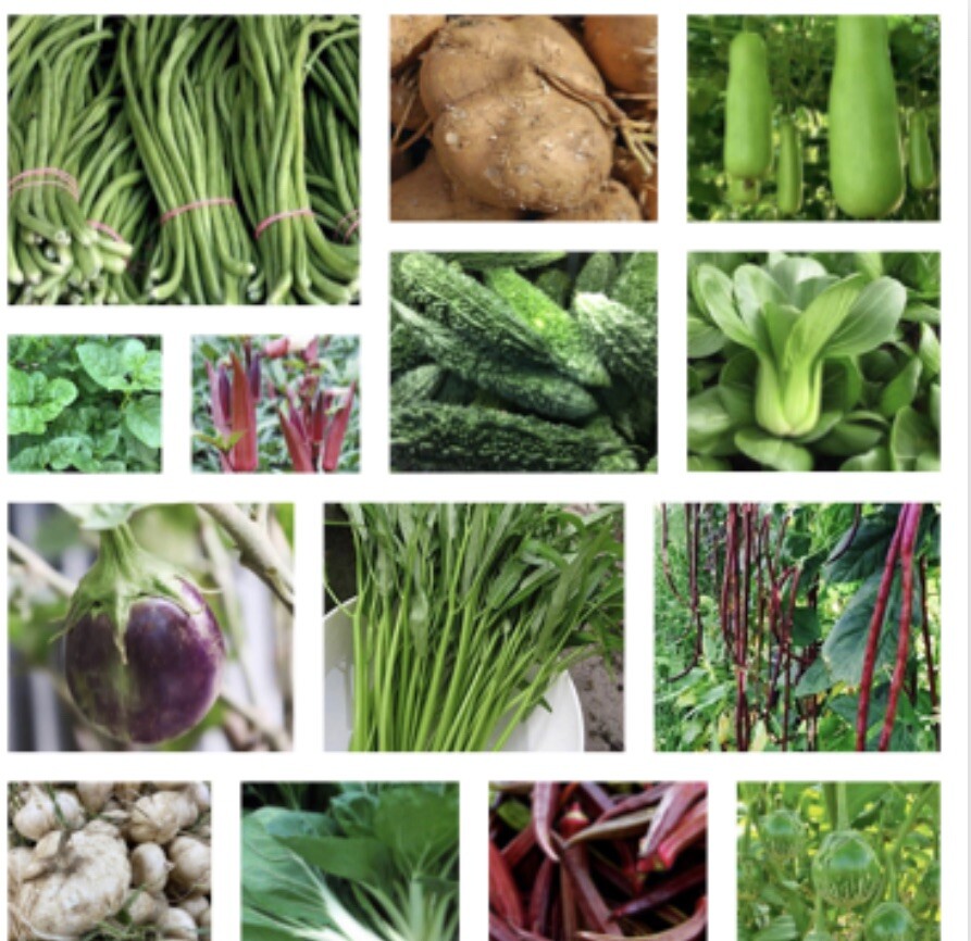 20 Packets Asian Vegetable SEEDS. NON GMO. Oriental Vegetable Seeds for Planting