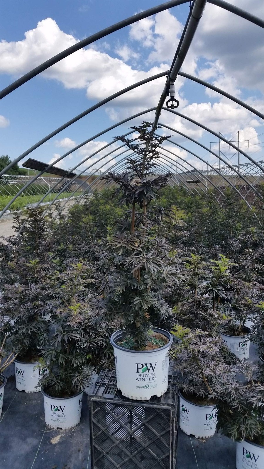 Live Plant From Green Promise Farms – Laced Up Elderberry Shrub