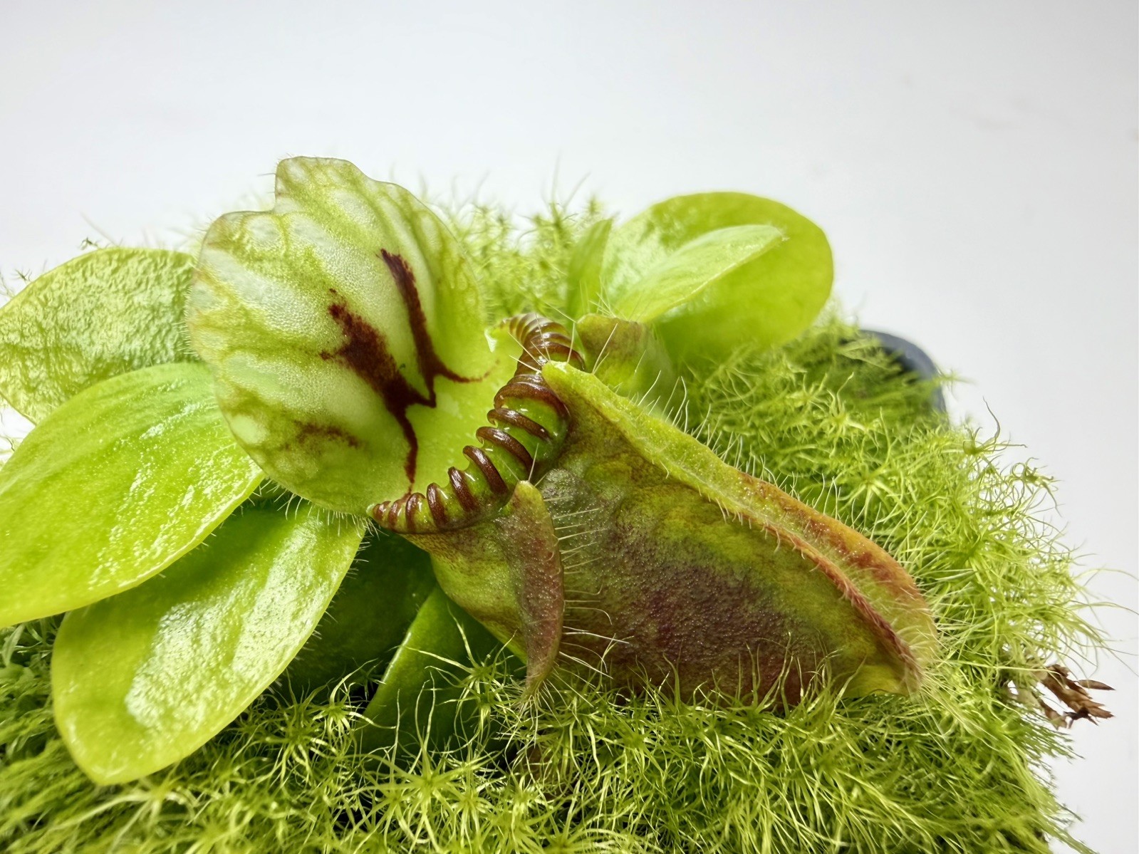 Cephalotus Follicularis Typical Mature Pitchers, Australian Pitcher Plant