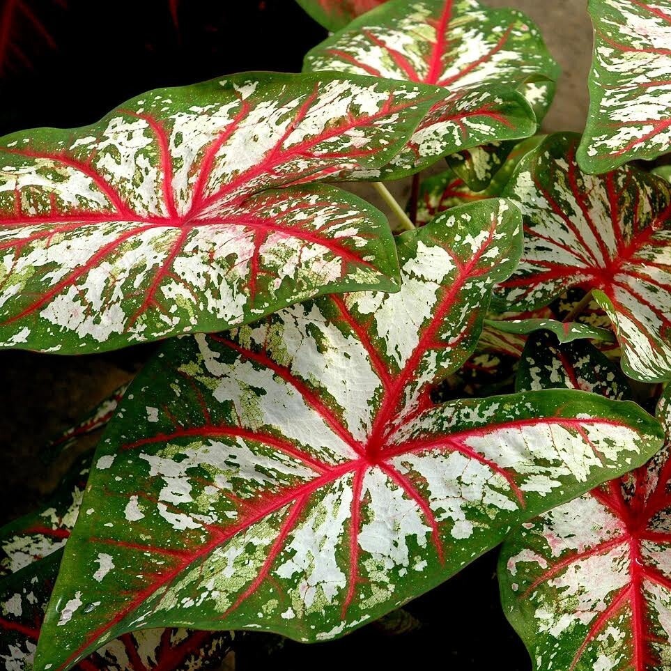 Caladium Bulb ‘Tapestry’ Bulb 1-1.5″ (2 Bulbs)- In Stock Now
