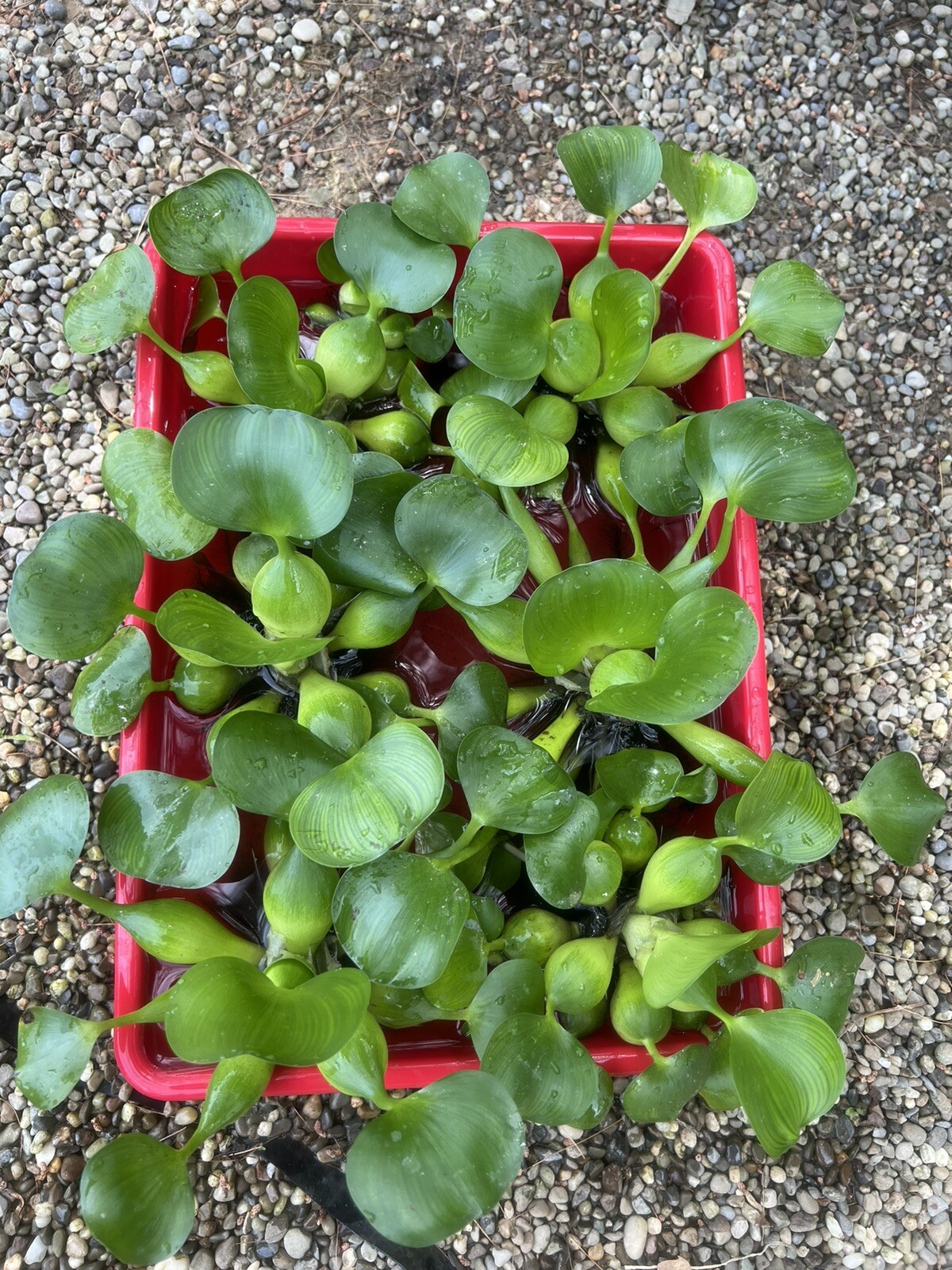 SPECIAL (6) Water Hyacinth Koi Pond Floating Plants Algae 5” BLOOMS July-Oct