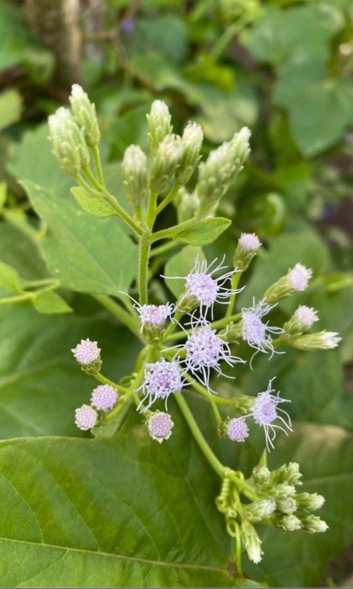 Chromolaena Odorata/Jack In TheBush 15 Cuttings 5 to 7 Inches. No Soil/no roots