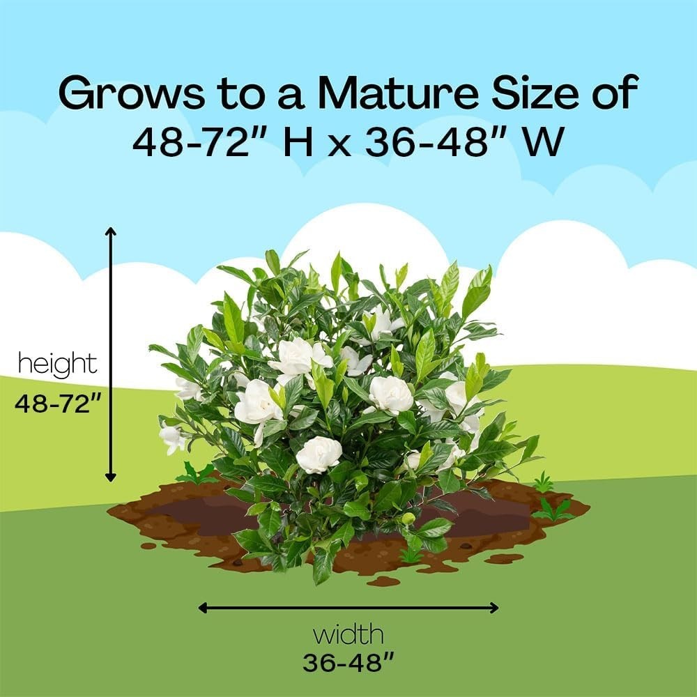 2.5 Qt. August Beauty Gardenia