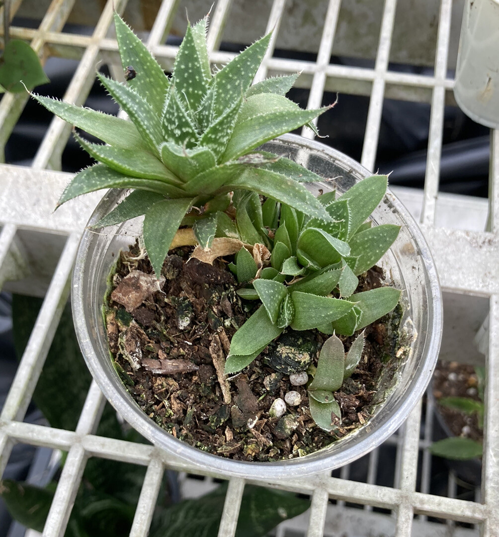 Haworthia Succulent Plant Rooted And Ready In A 9oz Cup #12