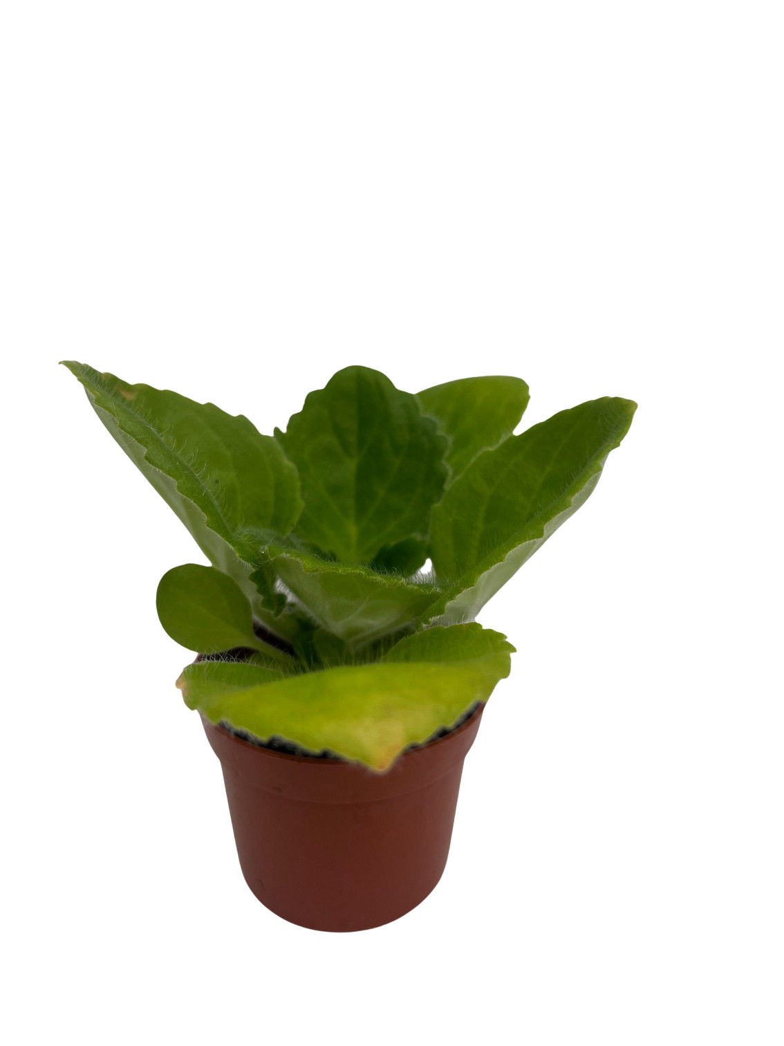 Purple Sunday Asian Violet – Primulina – House Plant – 2.5″ Pot