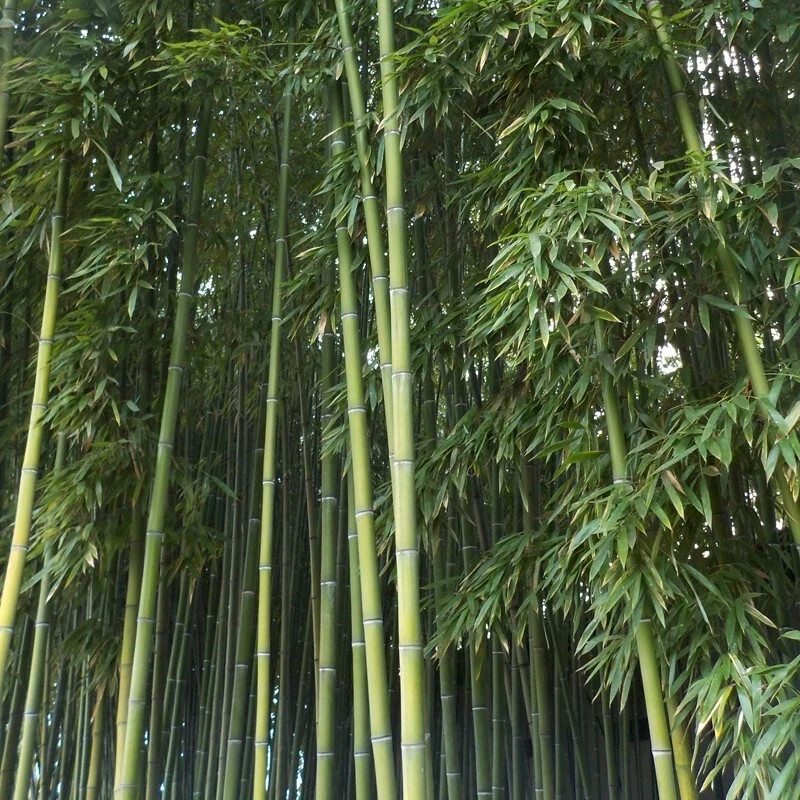 100 Emerald Bamboo (Phyllostachys Viridiglaucescens)- “Winter Hardy, Evergreen”