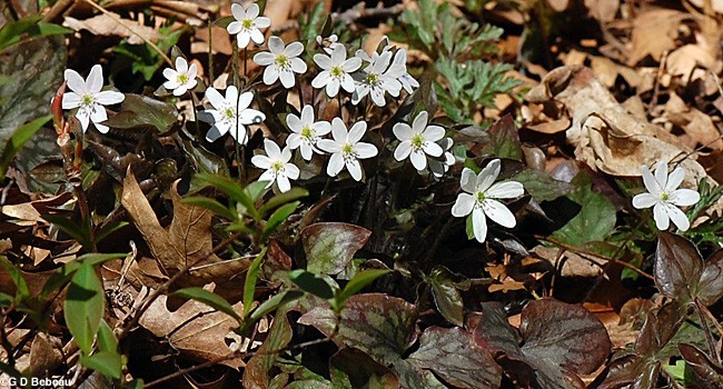 Hepatica (Anemone hepatica) | Bare-root