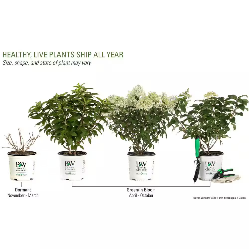 1 Gal. Bobo Hardy Hydrangea (Paniculata) Live Shrub, White to Pink Flowers