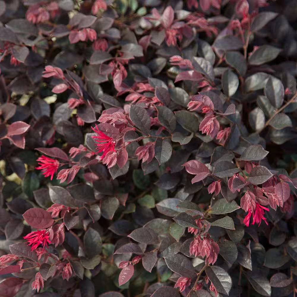 2.5 Qt. Purple Daydream Dwarf Loropetalum, Evergreen Shrub with Purple Foliage