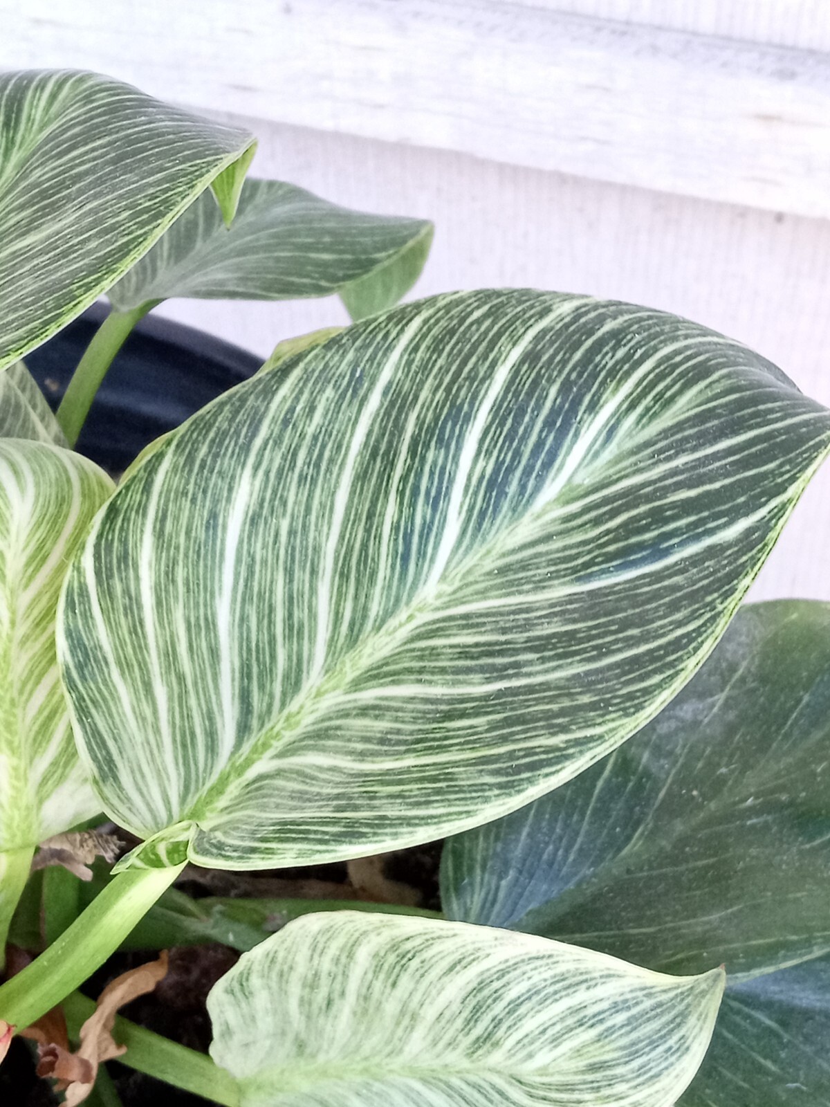 1 PHILODENDRON BIRKIN Rare Variegated Live Ready to Grow Starter Houseplant
