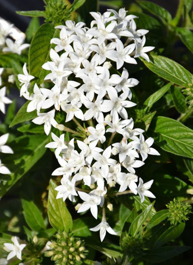 2 Live White Pentas Lanceolata Plants – 4–6” Tall – No Pot – Flowering Perennial