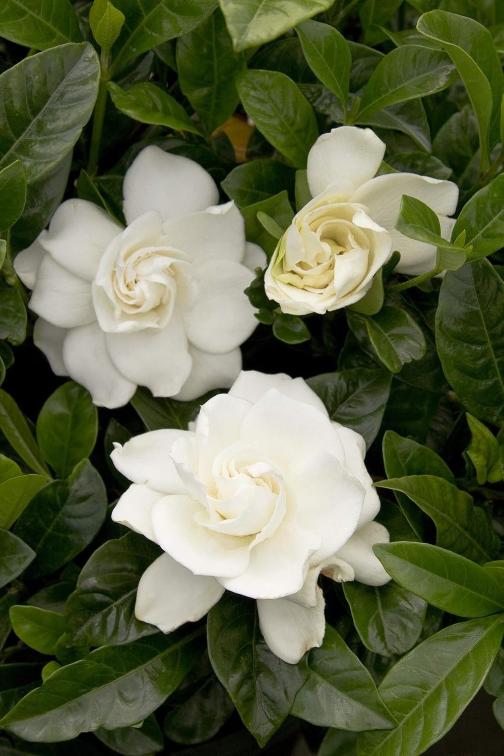 2.5 Qt. August Beauty Gardenia