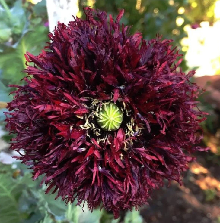 Poppy BLACK SWAN Huge Feathery Frilly Blooms Bees Love Poppies Non-GMO 500 Seeds