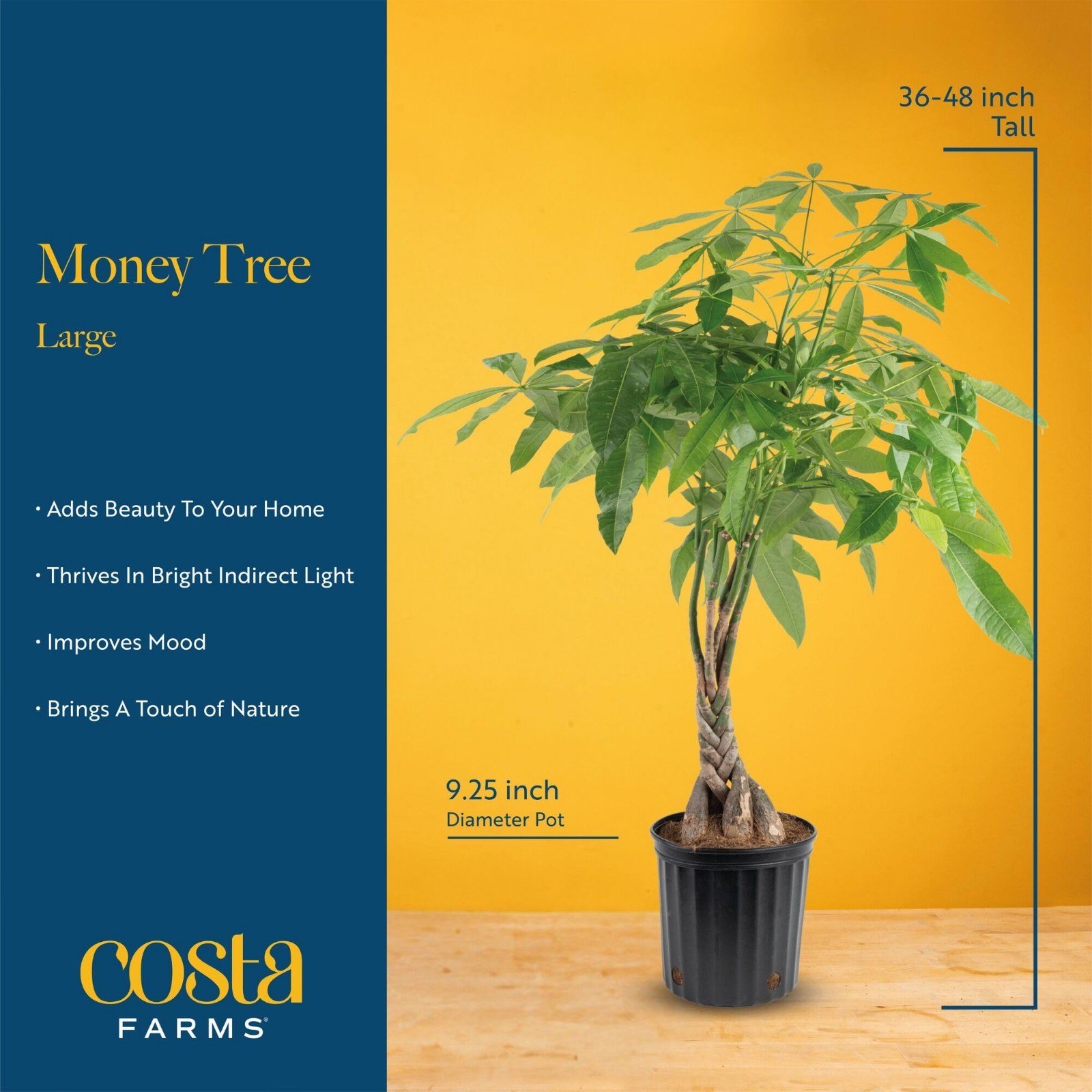 Live Money Tree Plant 3-4ft Tall, Braided Trunk, Easy Care Indoor Floor Plant, P