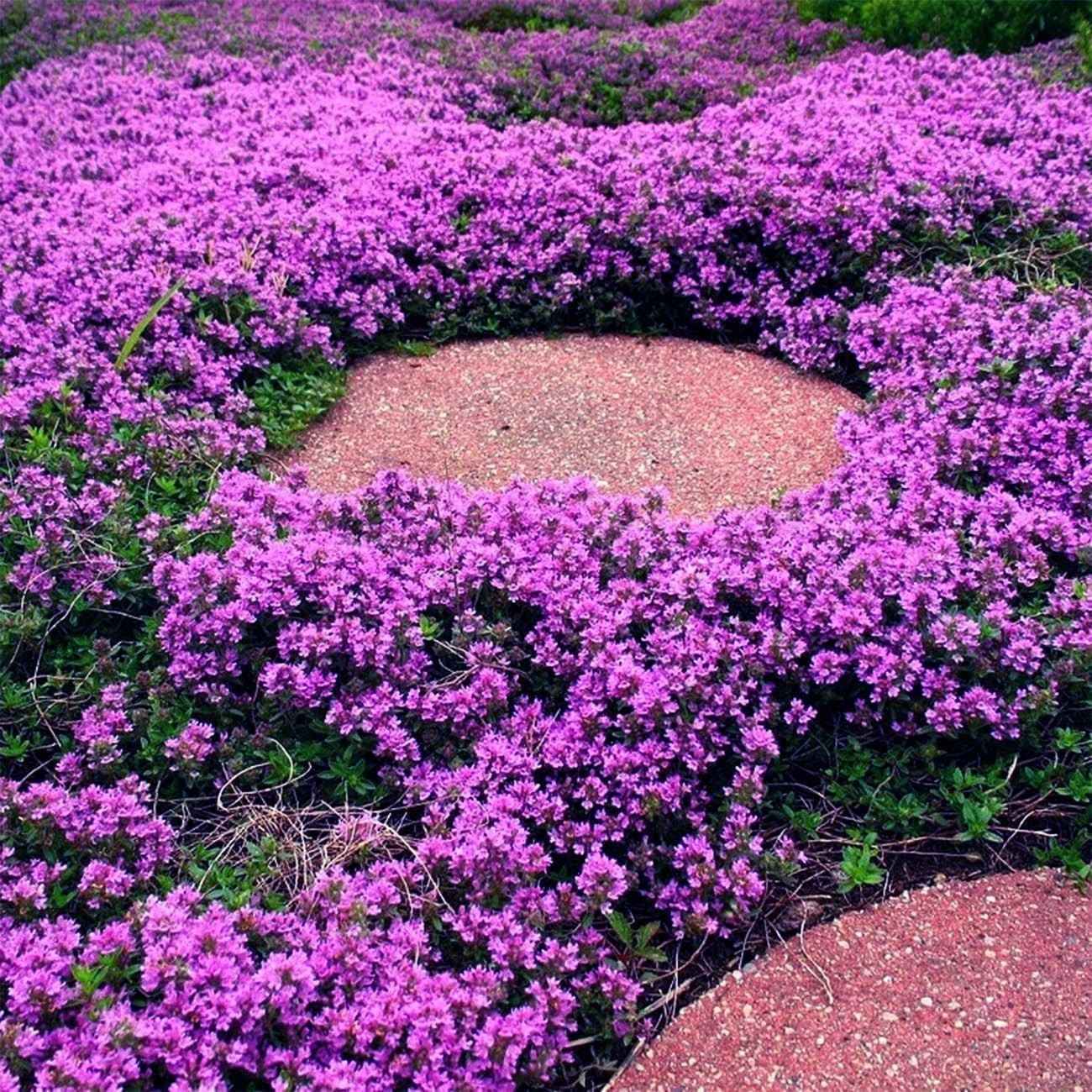 20000+ Creeping Thyme Seeds Wild Creeping Thyme Seeds for Planting