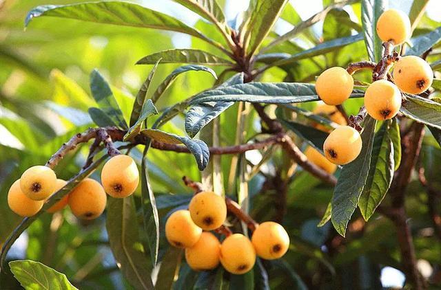 Loquat (Big jim seedling) Tropical Fruit Tree