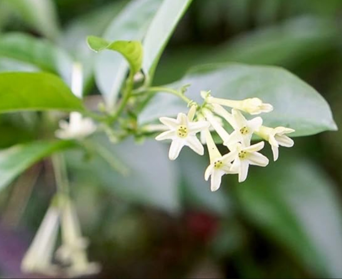 Cestrum – Night Blooming Jasmine – 5–12″ Tall – No Pot – Healthy Live Plant