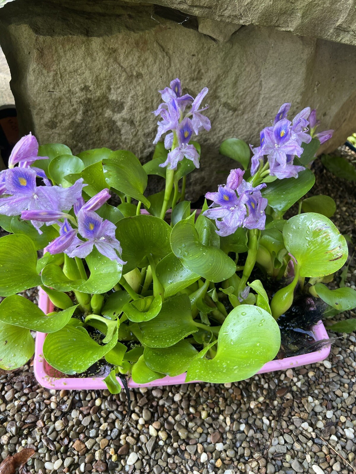 SPECIAL (6) Water Hyacinth Koi Pond Floating Plants Algae 5” BLOOMS July-Oct