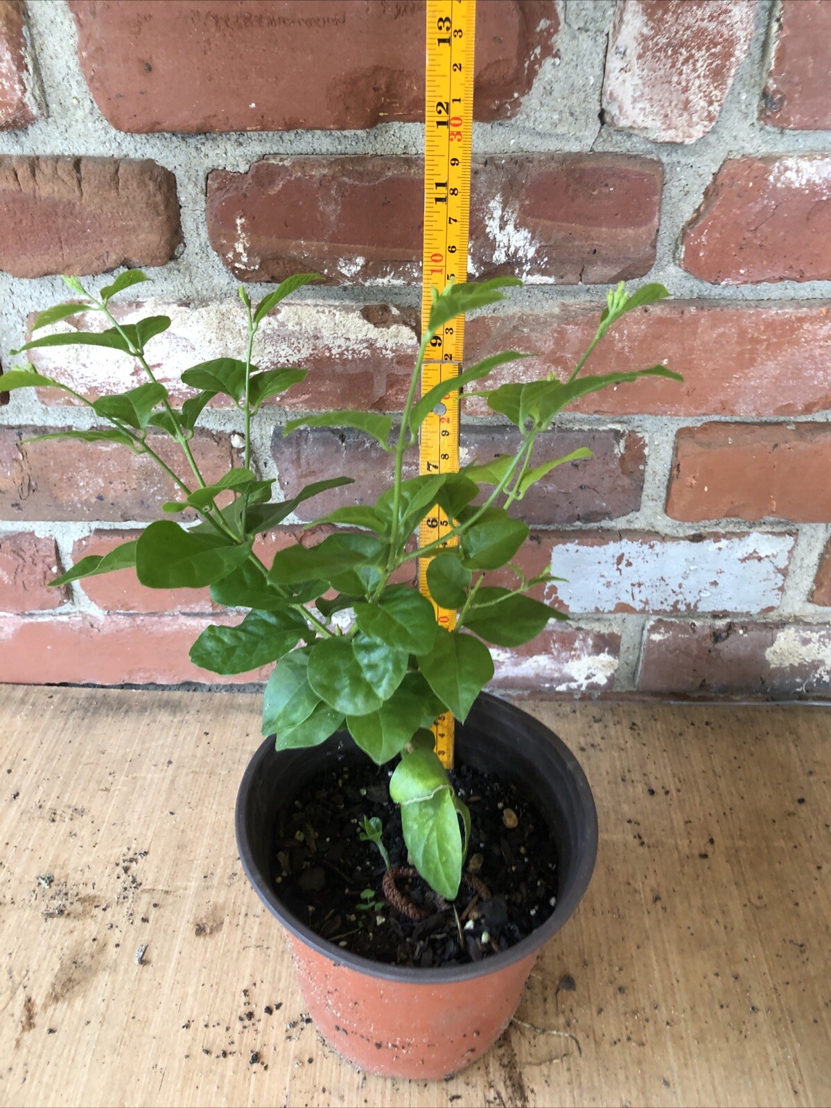 Arabian Jasmine 116 Inch Up ,Evergreen Live Plant ,No Ship Ca