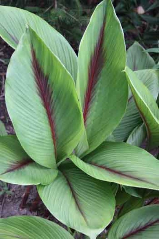 Curcuma Elata Hidden Ginger Lily Flower Organic Fuschia 1 live plant rhizome