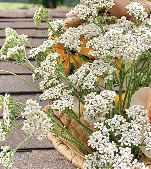 white Yarrow – Achillea Millefolium Perennial Bare Root Live Garden Plant