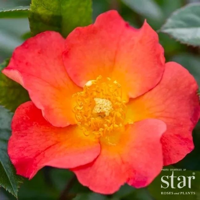 Kolorscape® Firecracker Shrub Rose – Live Plant – ( 1 QT )