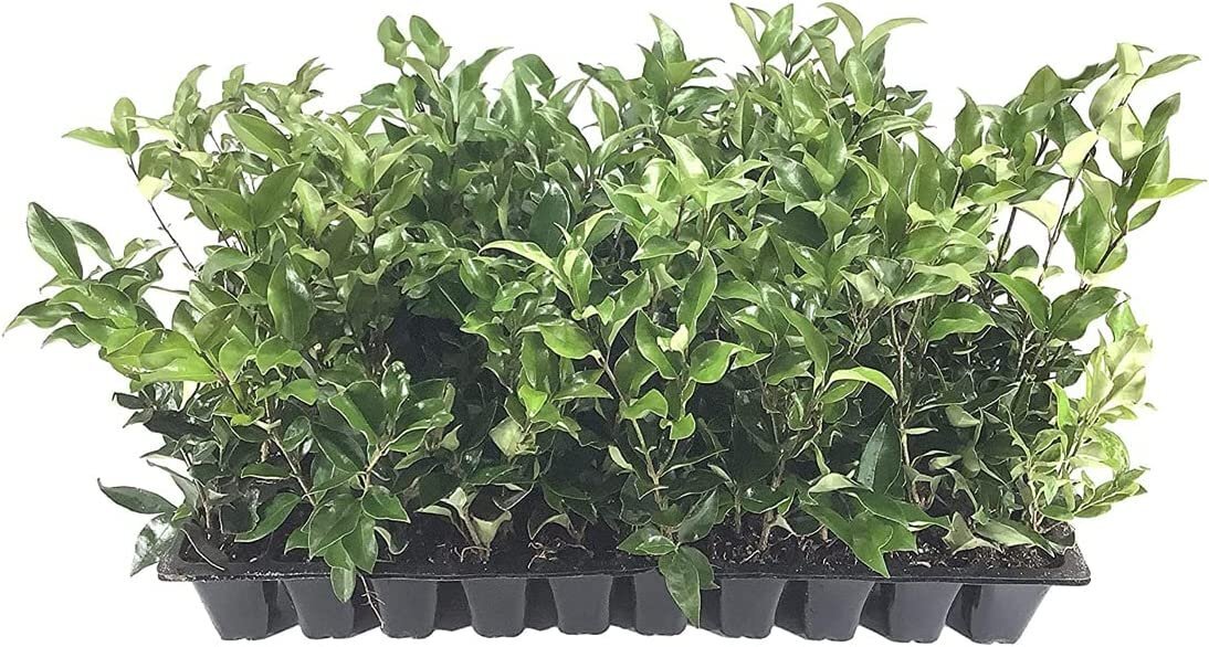 Ligustrum Japonicum Recurvifolium | Curled Leaf Privet | 20 Live Plants |…