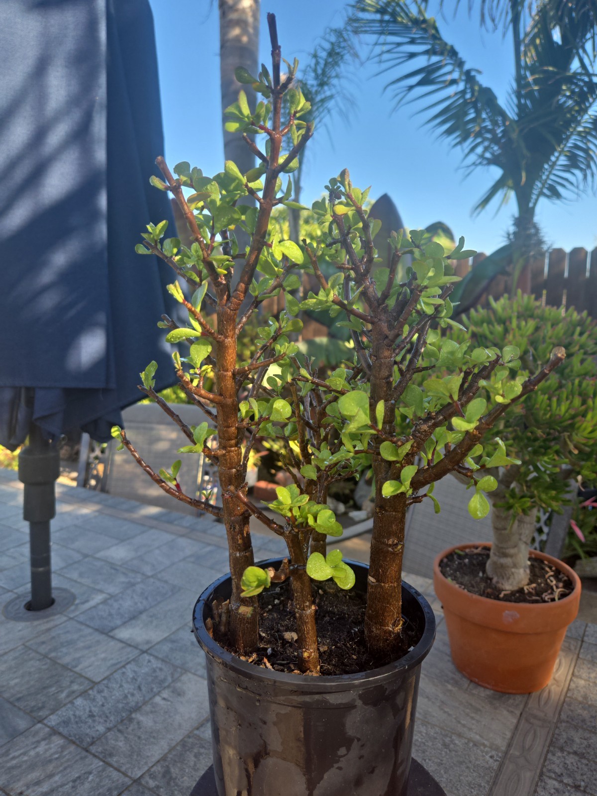 Forrest Group Bonsai Dwarf Jade Tree Form Portulacaria Afra Great Style Small