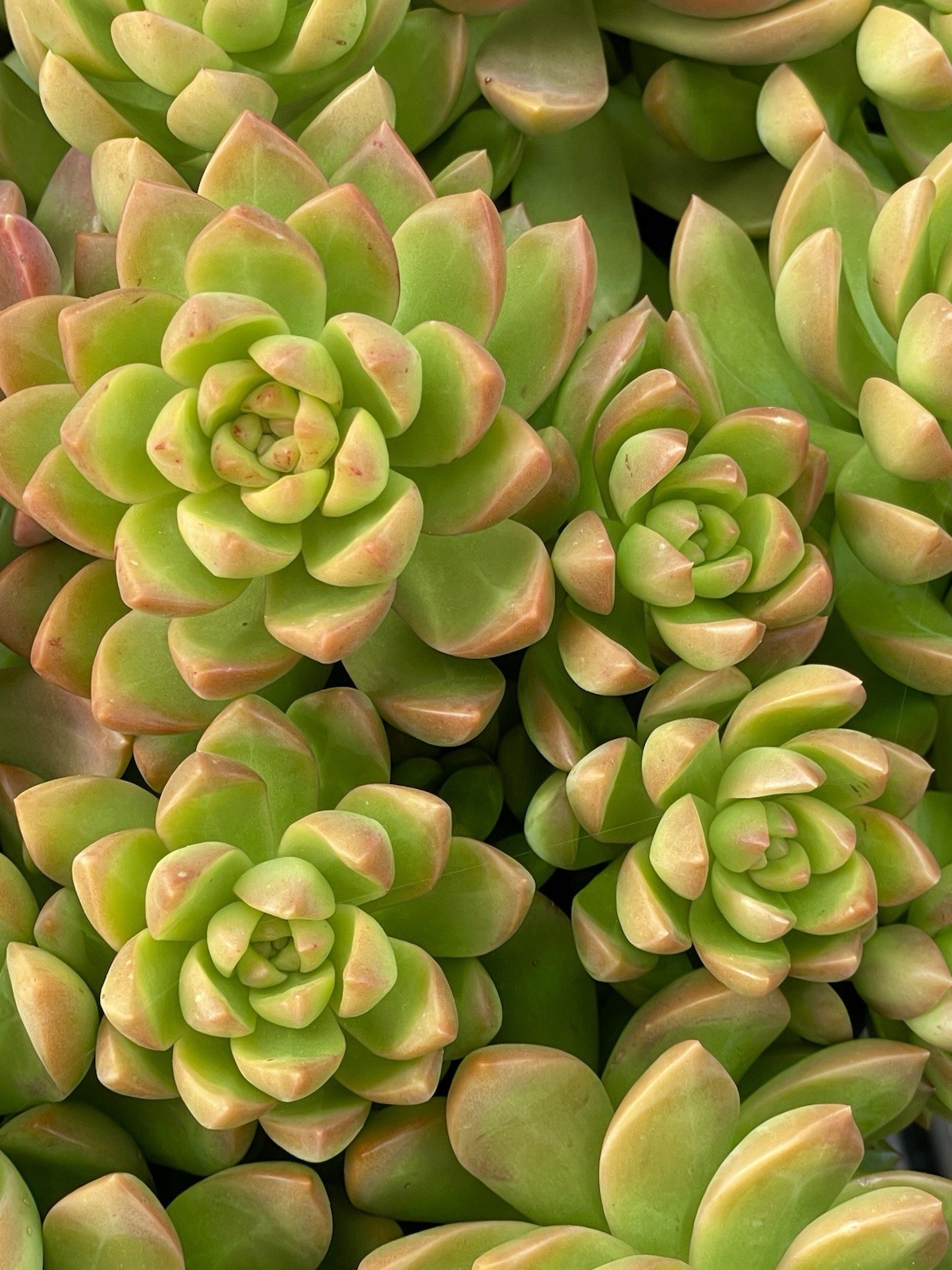 Succulent Sedum Adolphi Golden Glow Healthy Easy Care Rare Live 1-Cutting 2-3″