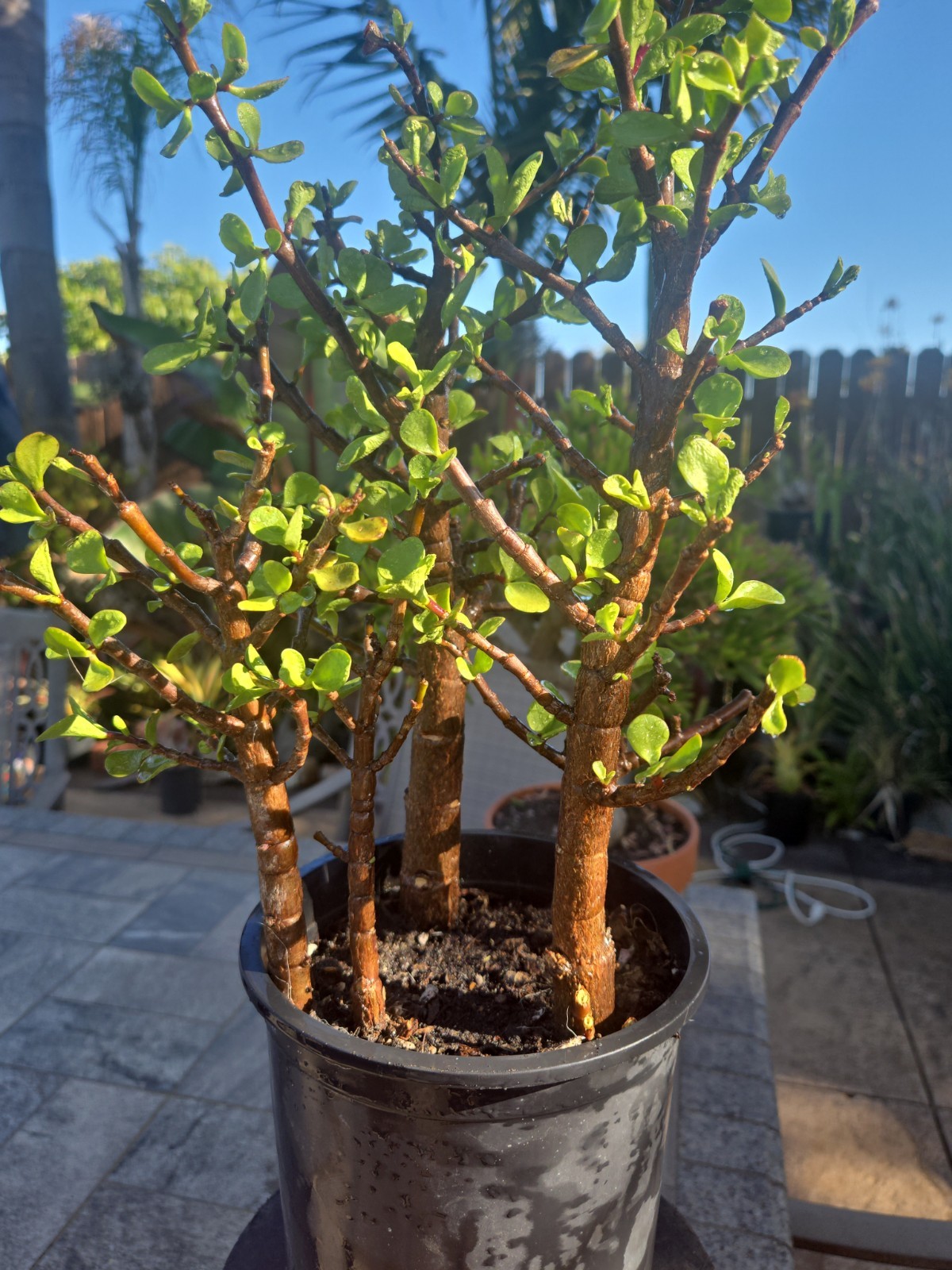 Forrest Group Bonsai Dwarf Jade Tree Form Portulacaria Afra Great Style Small