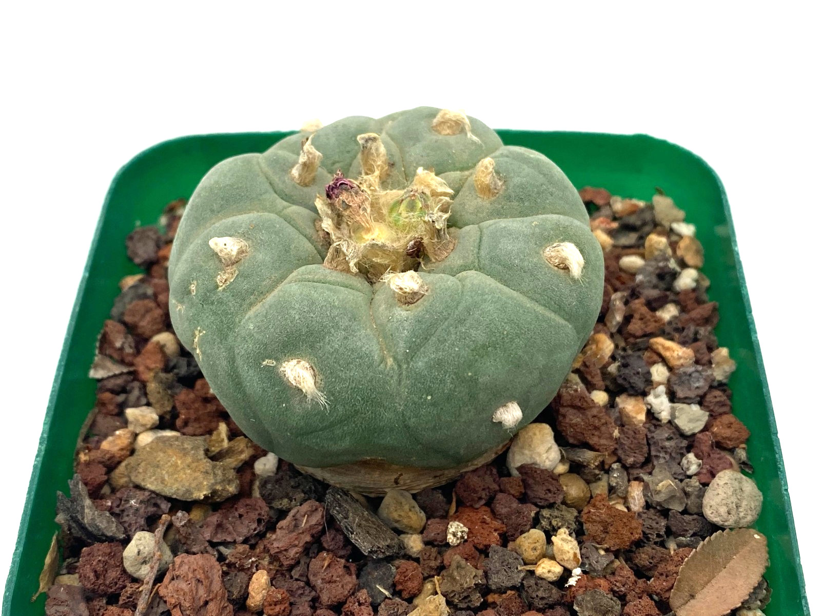 Ariocarpus LF Seed Grown 1.8 Inches Wide Not Astrophytum Aztekium
