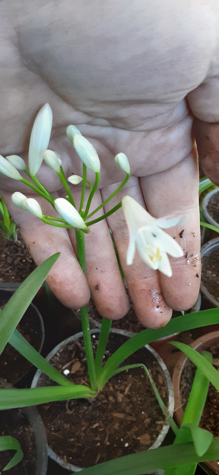 1 Agapanthus Dwarf White Lily Of The Nile Live Starter Plant- READ LISTING