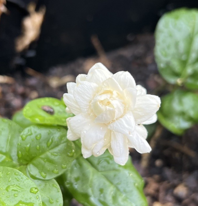 Jasmine Grand Duke Starter Live Plant.3”-8”