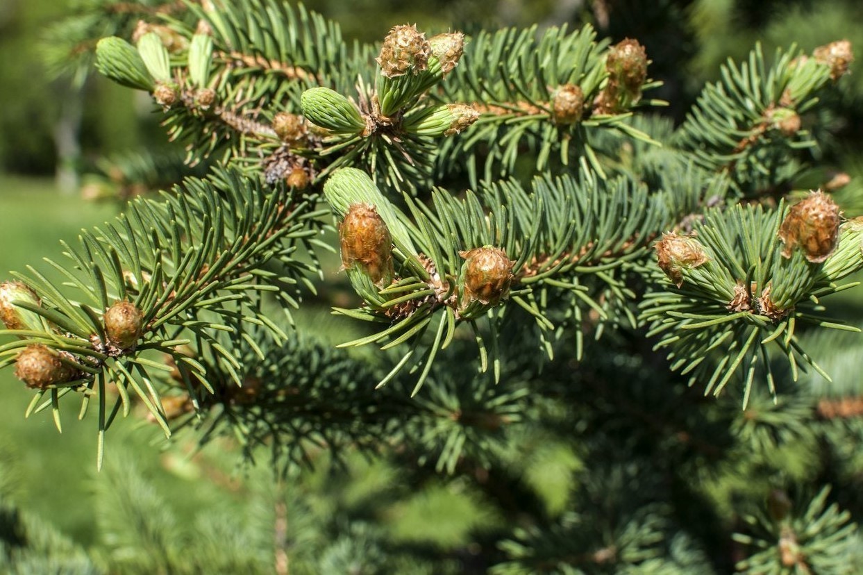 3 Apache White Fir Bare Root Trees – 12-18″ Tall – 2 Year Old – Zones 4-8