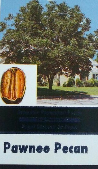 PAWNEE PECAN TREE 36-48 In Shade Trees Live Healthy Plant Large Pecans Nuts Wood