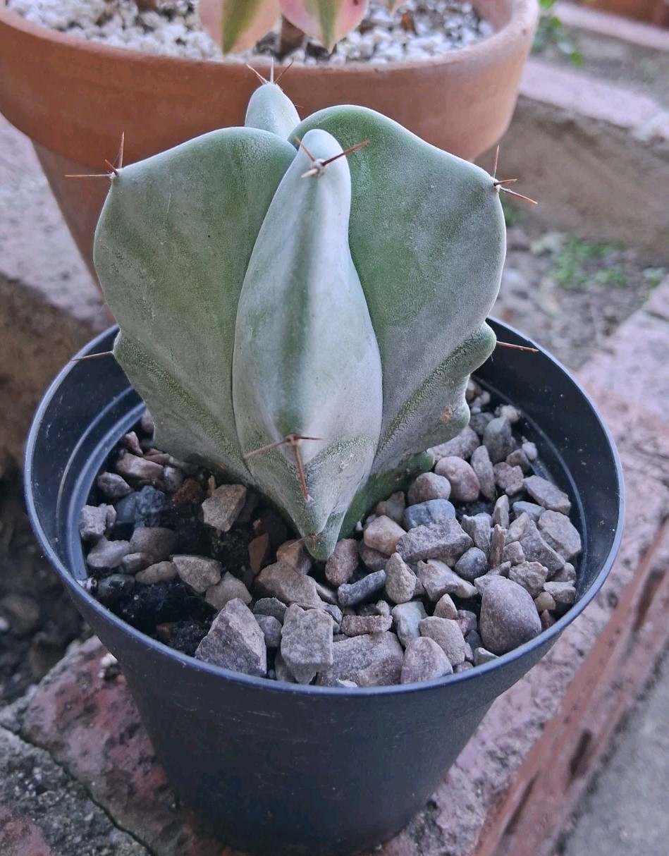Stenocereus Pruinosis SPIRAL Gray Ghost Cactus Ships In A 4″ Pot!
