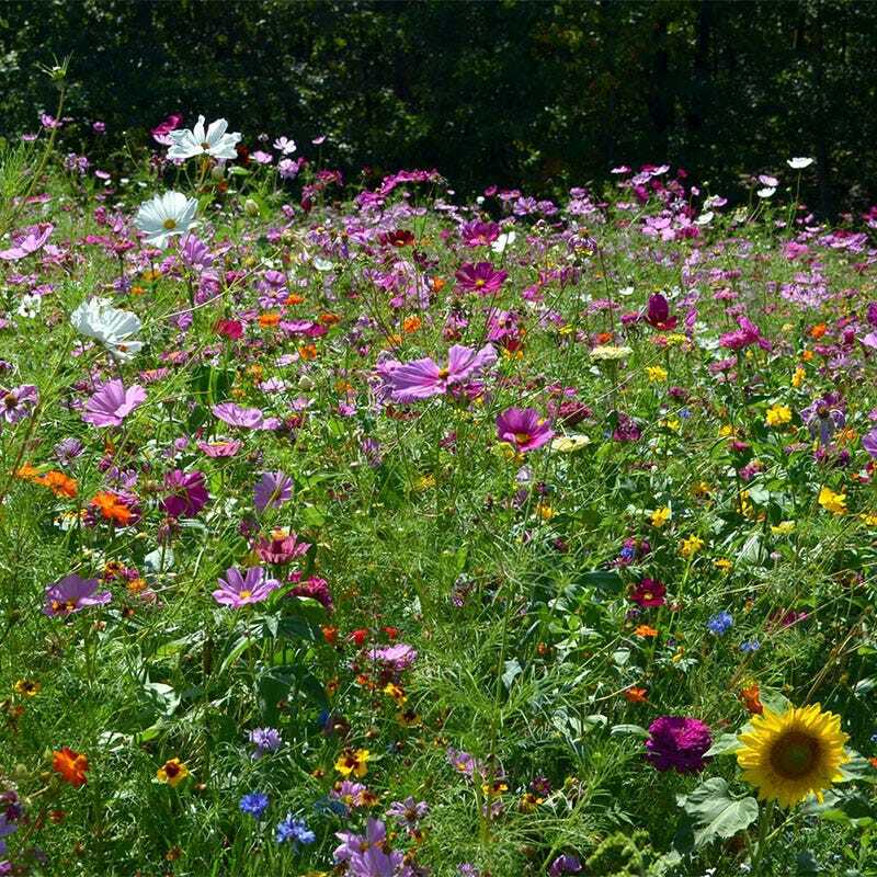 Wildflower Mix BUTTERFLY & HUMMINGBIRD Heirloom Flowers USA Non-GMO 1000+ Seeds!