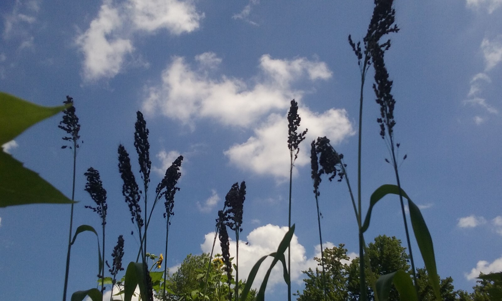 Red’s Red Sweet Sorghum – 30 Seeds – GROWS 8-9 ft PLANTS!