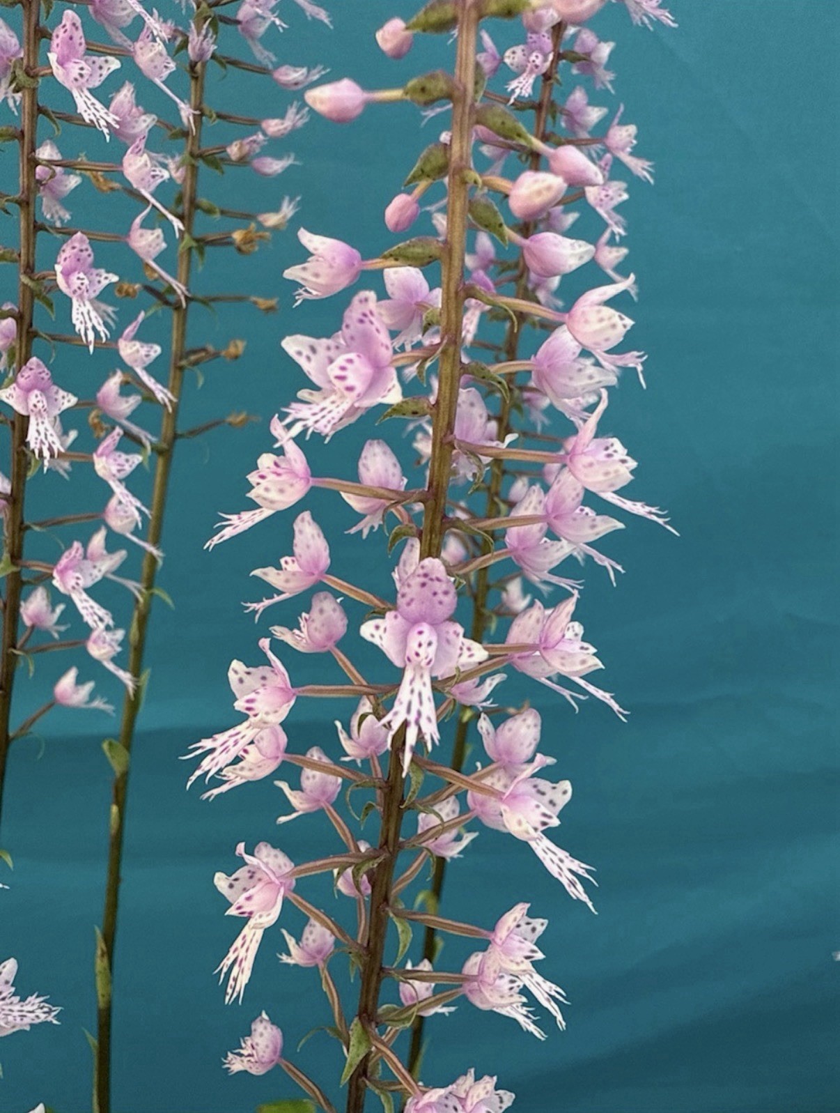 Stenoglottis longifolia BS Pink Purple Orchid Species 4″ RePot NEW GROWTHS