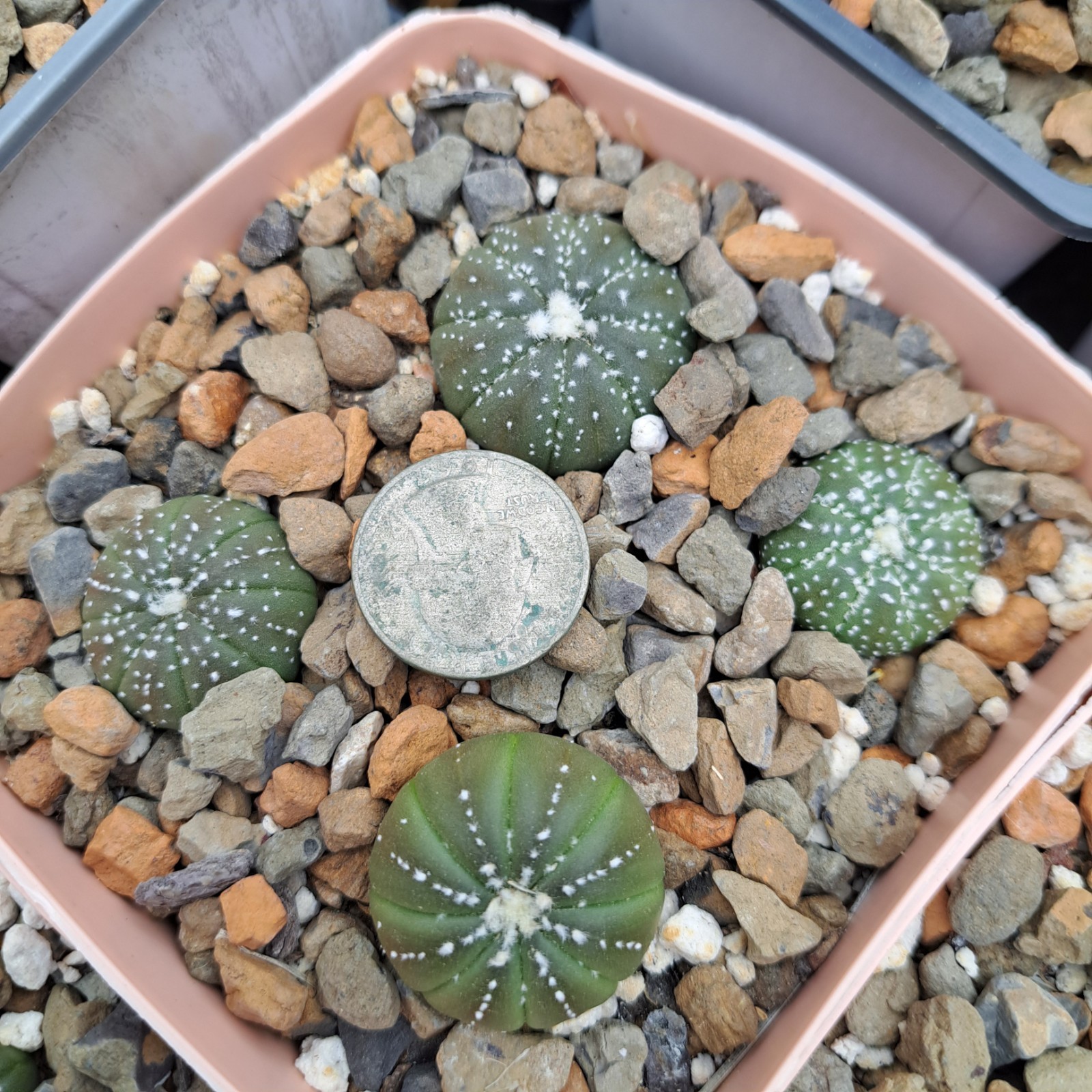 Astrophytum Asterias 4 Plants BARE ROOT