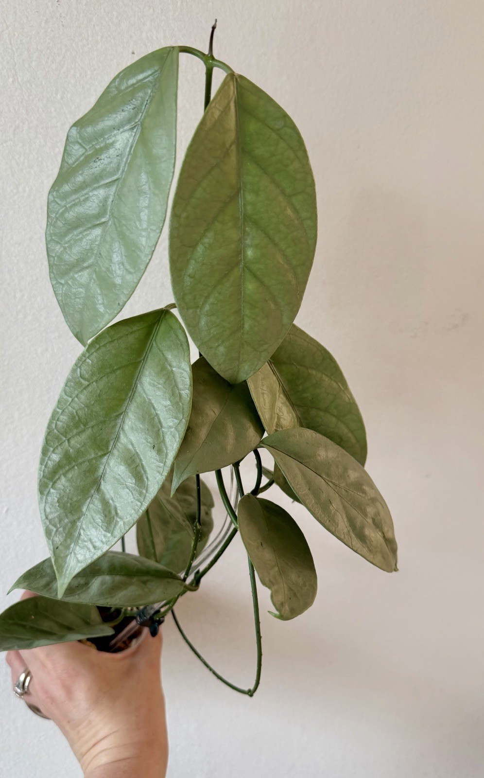 Large Hoya Coriacea Silver