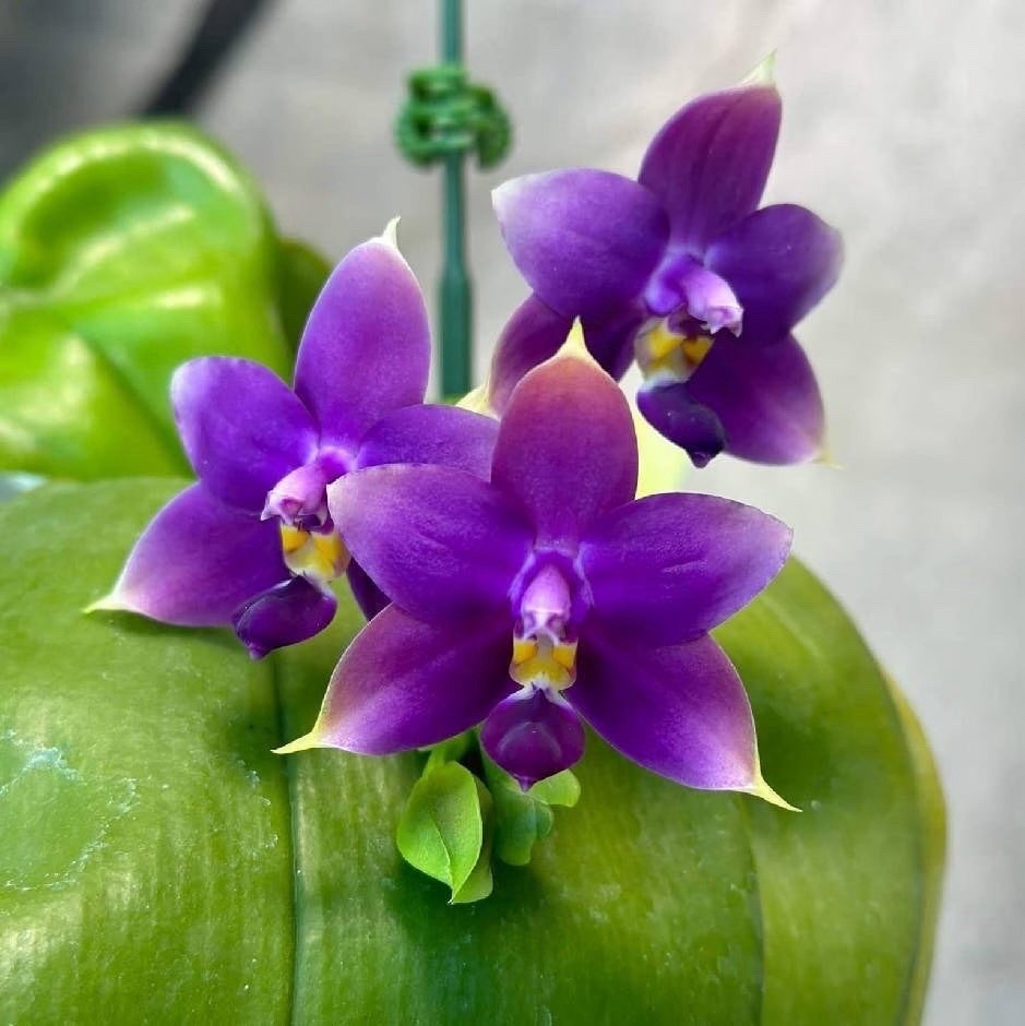 Phalaenopsis violacea indigo ‘Blue Diamond’