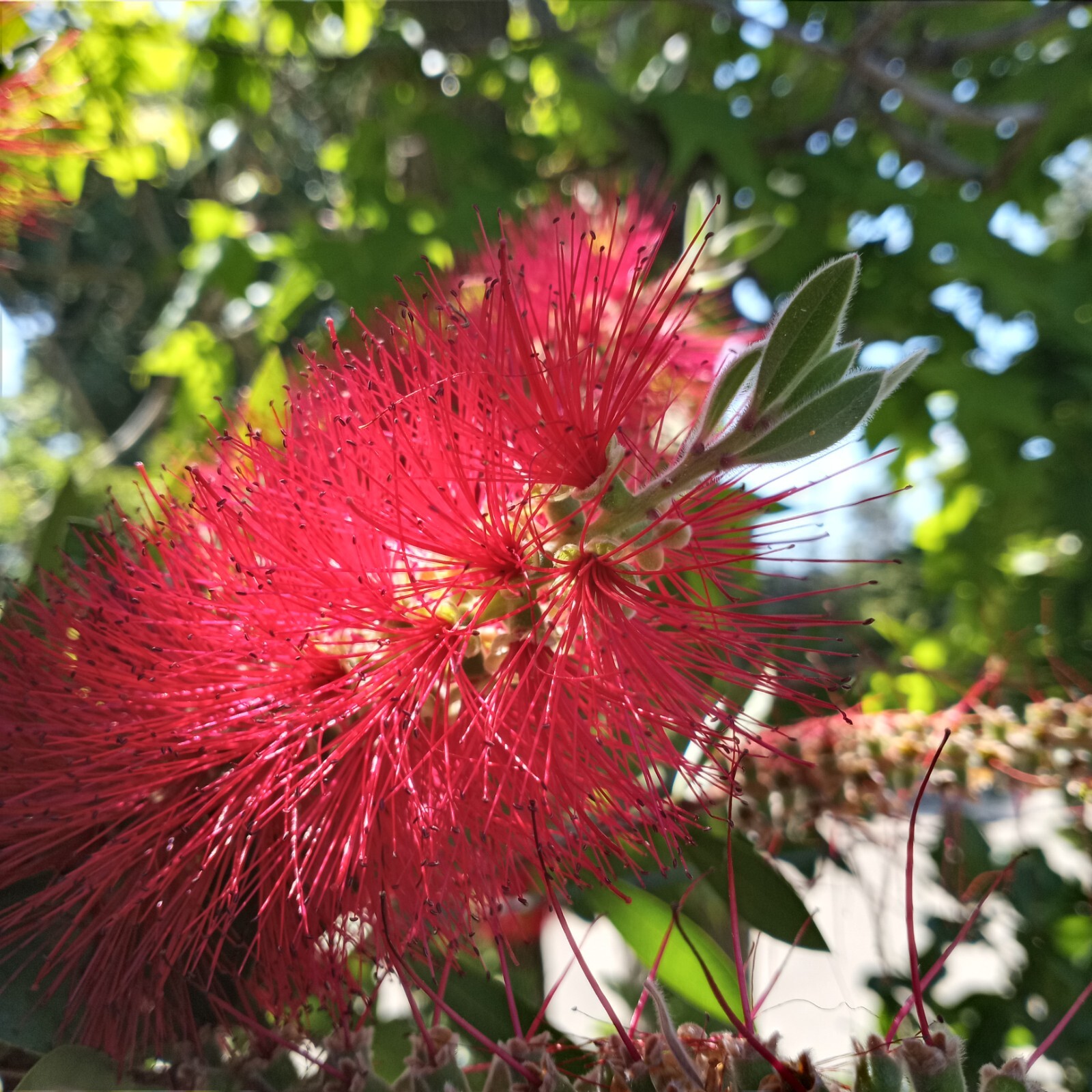 50 Crimson Bottlebrush Flower Tree Houseplant Garden Seeds Callistemon citrinus