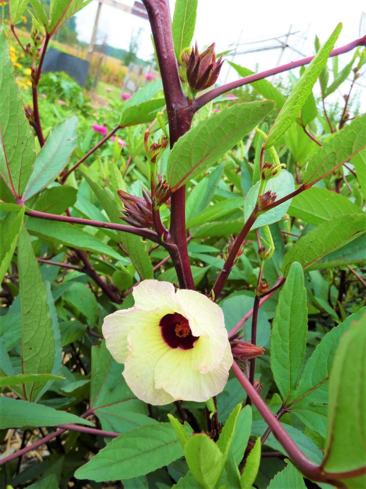 ROSELLE ASIAN SOUR LEAF HIBISCUS 50+ SEEDS