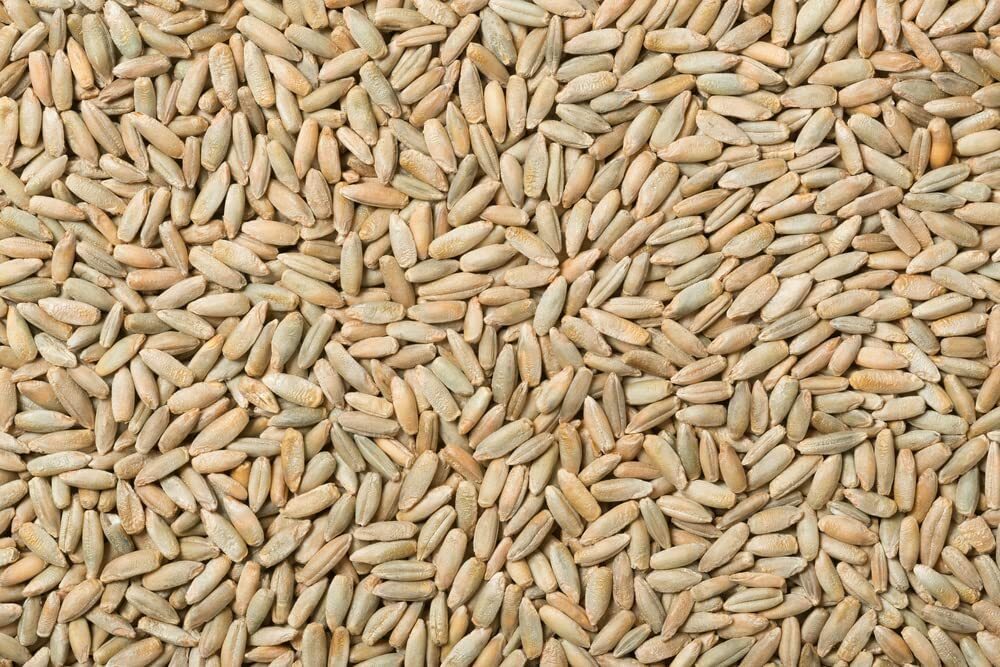 1,000 Seeds No-Till Winter Rye Cover Crop Seeds Non-GMO Rye