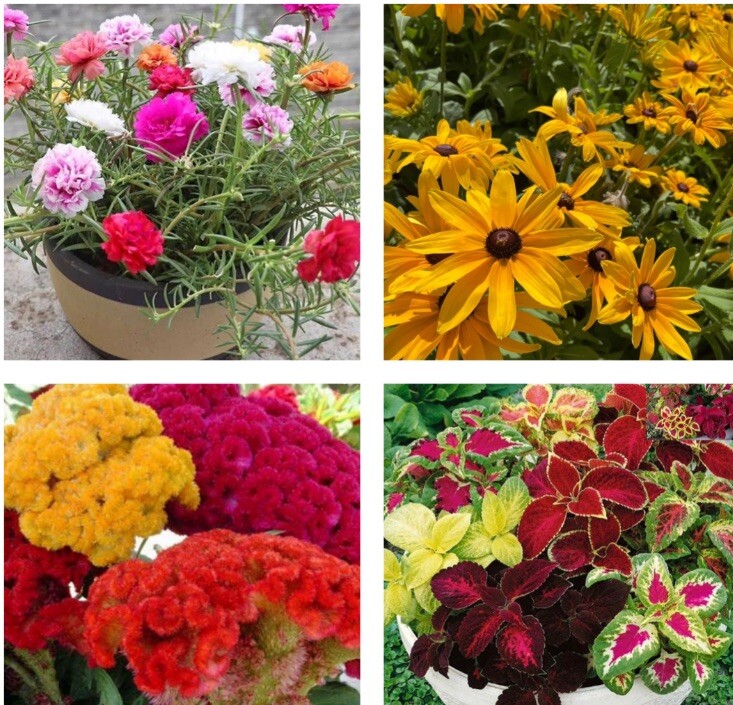 4 Variety Flower Seeds. Rose Moss, Black Eyed Susan, Coleus, Celosia Cristata